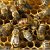 Пчеловоды Казахстана
