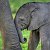 Любители слонов
