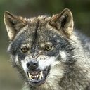 Злой 🐺 волк Ченго