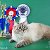 Сибирские кошки колорпоинтого окраса