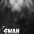 Swan