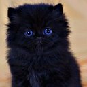 Чёрный Кот