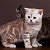 Шотландские кошки(коты).Лесосибирск, Енисейск