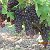 Сорта винограда для виноделия