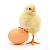 Деревенское яйцо, инкубационное яйцо, куры, цыплят