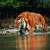 Фото и факты о тиграх