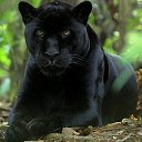 Пантера Черная