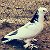 Ленинаканские чистокровные  голуби гюмри