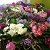 Комнатные цветы Фиалки в Шымкенте