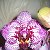 Орхидеи Продажа(Черкассы и вся Украина)