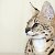 Чаузи, Саванна, Бенгалы - питомника Luxury Cats