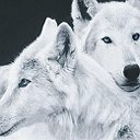 ฿єnεѓρε† (Белая Волчица)