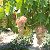 Сады и виноградники Ставрополья