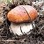 Тамбовские грибы