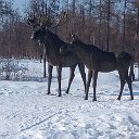 Михаил Гоголев