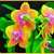 Все об орхидеях от "Алена Прекрасные Орхидеи"