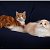 Шотландские кошки и котята