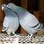 Pigeon racing Ukraine RSM