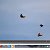 Серпастые голуби Севастополя