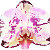 Multiflora.by - Орхидеи в Гомеле.