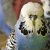 Выставочные Волнистые попугаи (ЧЕХИ)