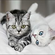 Виктория❤ LOVE CATS ❤
