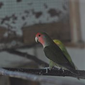 попугаи Феодосия