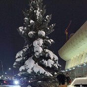 Светлана Князева