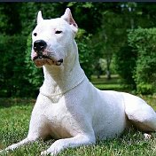 Dogo argentino