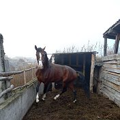 Александр Савитенко