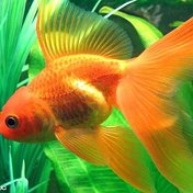 Золотая Рыбка