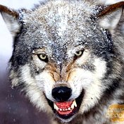 Wolf d