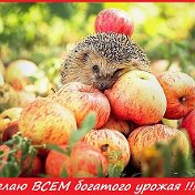 Оксана Соколик