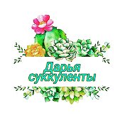 Дарья Суккуленты