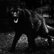 Black Wolf