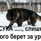 ДИМА Уз