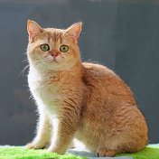 НаидаАрсланбеков Продажа FOR SALE Cats