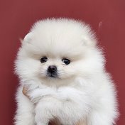 Sale of puppies spitz poodle