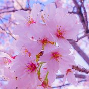 Sakura 🌺🌺🌺