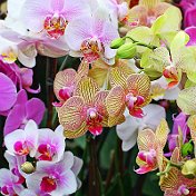 Орхидеи Магнитогорск