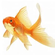 Ювелир в Берлине Goldfisch-Золотая рыбка