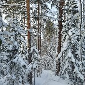 павел белошапкин