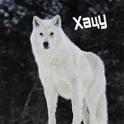Xacu Wolf