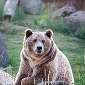 Медведь Патапыч
