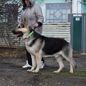 ЭЛЬВИРА ЛЬВОВНА клуб МИР ЖИВОТНЫХ