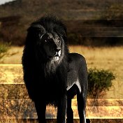 Black King Black Lion