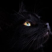 Black Cat