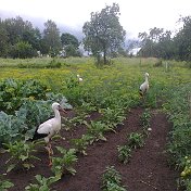 Любовь Пикина (Стацевич)