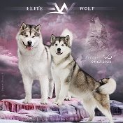 АЛЯСКИНСКИЕ МАЛАМУТЫ ELITE WOLF