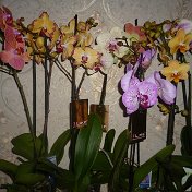 Маргарита-Ксения Орхидеи под заказ